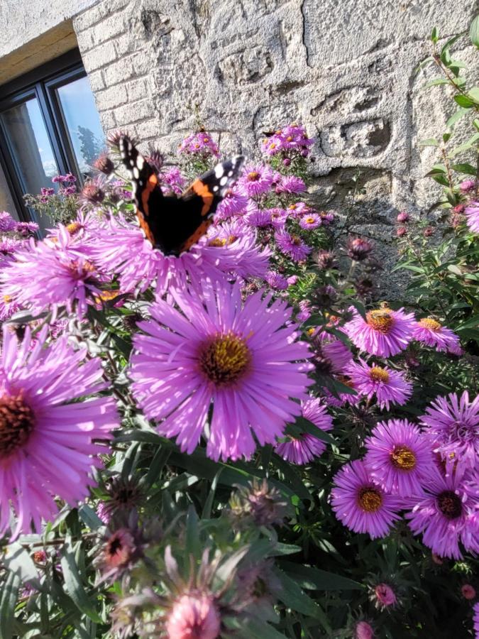 Studio Bienvenue Du Cote De Chez Nous Avec Jardin Privatif Wignehies Luaran gambar