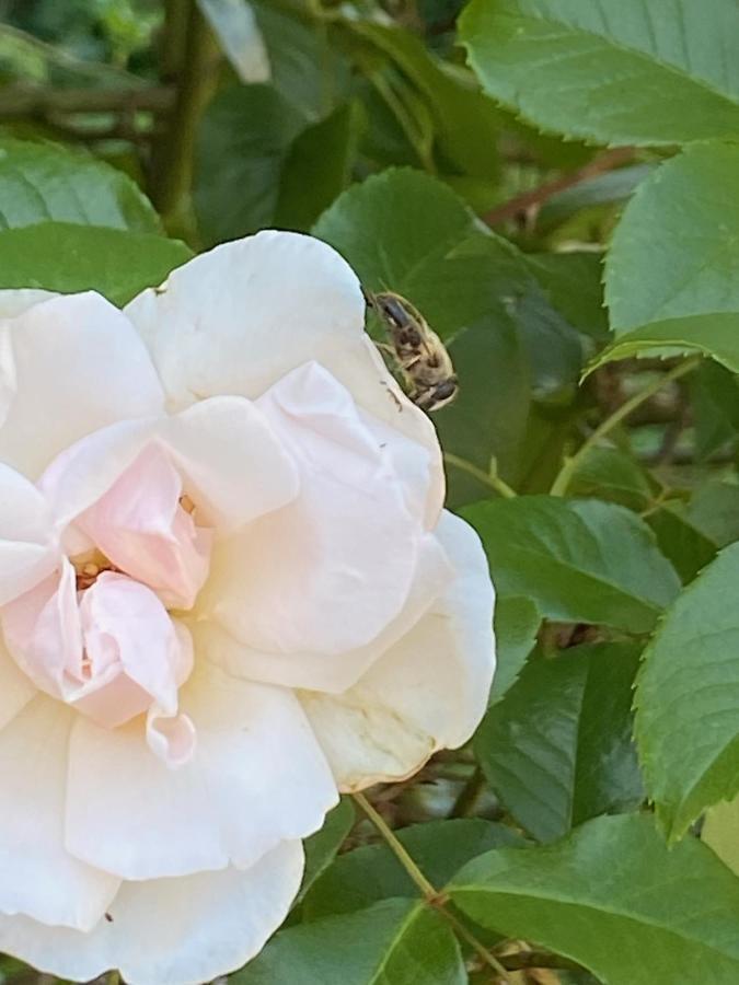 Studio Bienvenue Du Cote De Chez Nous Avec Jardin Privatif Wignehies Luaran gambar